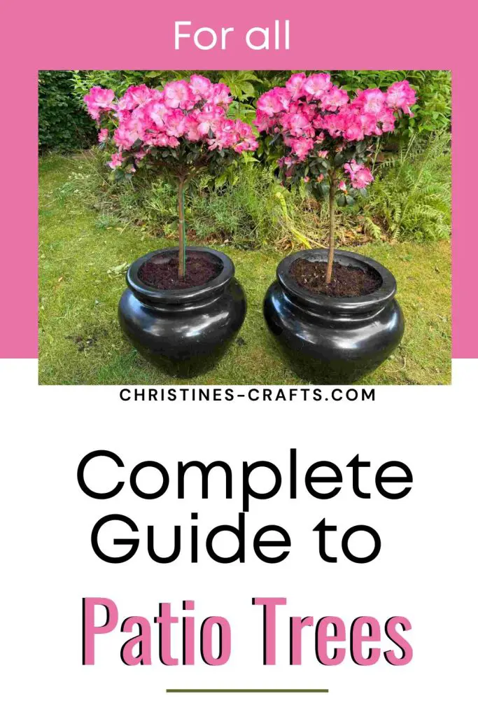 patio trees pinterest pin