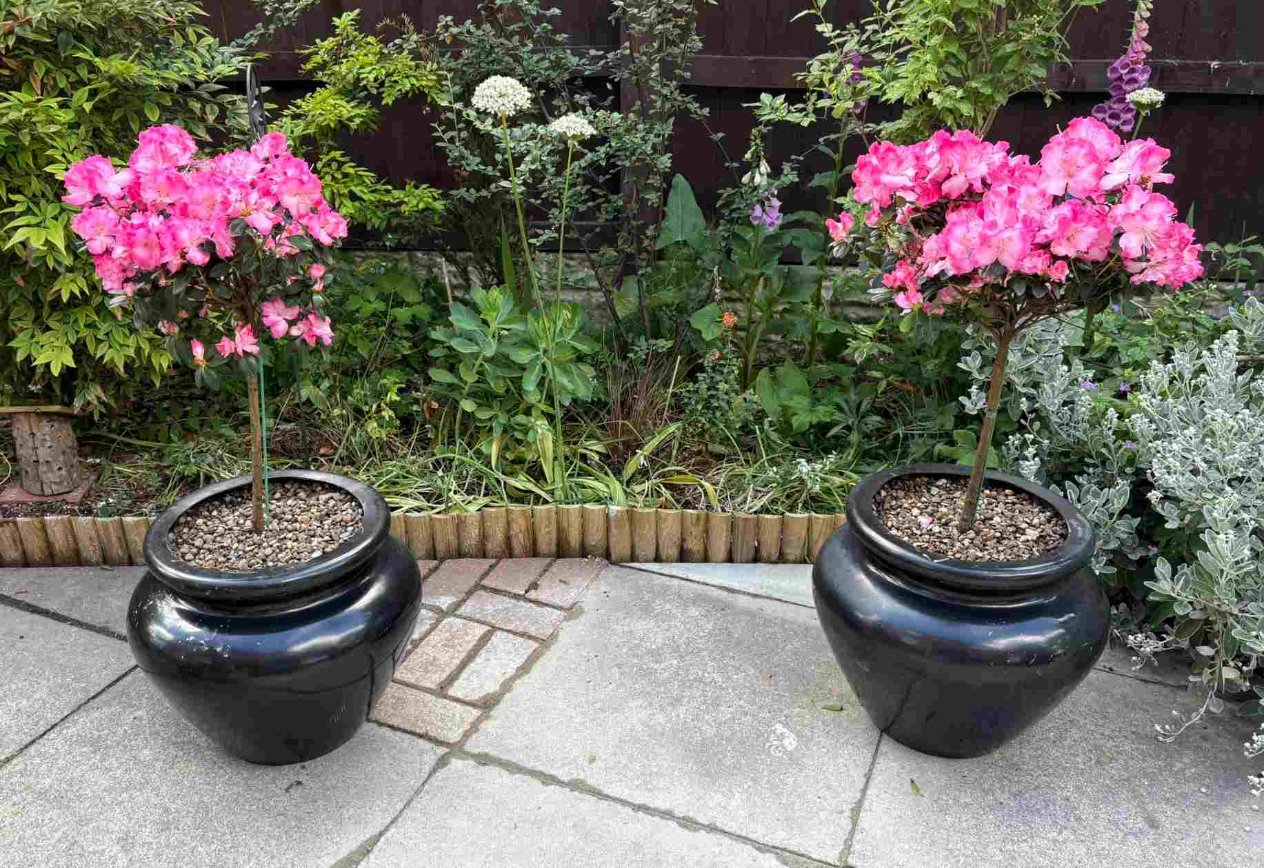 potted patio trees
