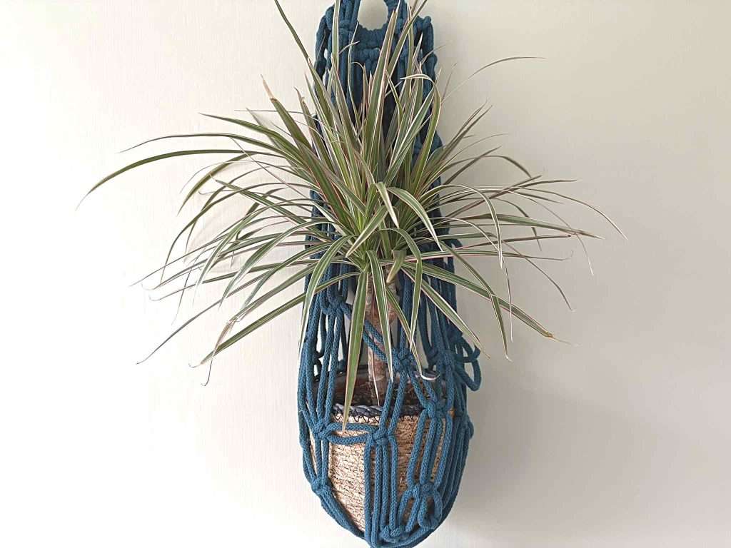 closeup macrame plant pot holder with plant