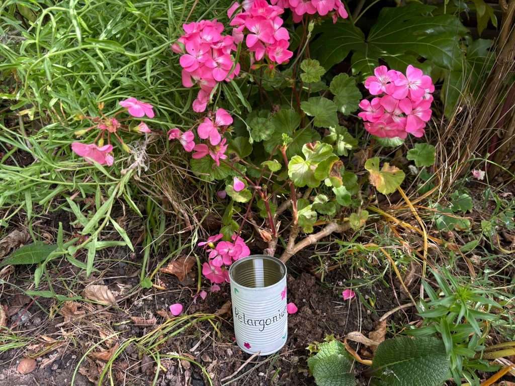 pelargoinium markers garden marker
