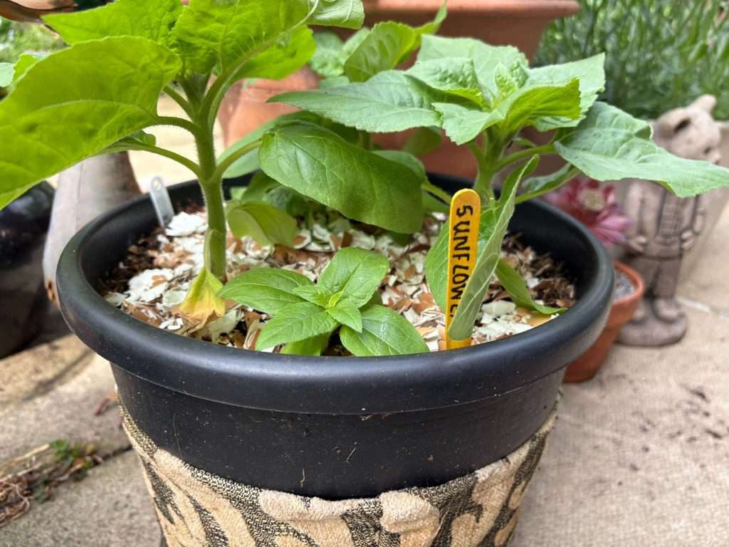 sunflowers garden markers