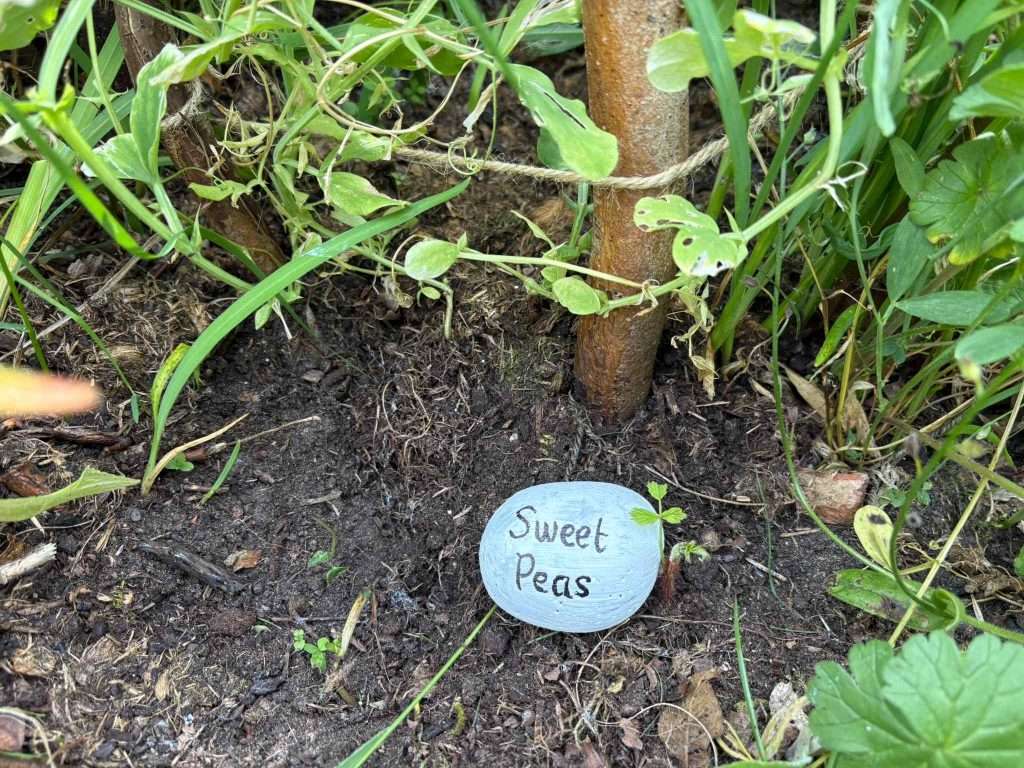 stone sweet peas garden markers