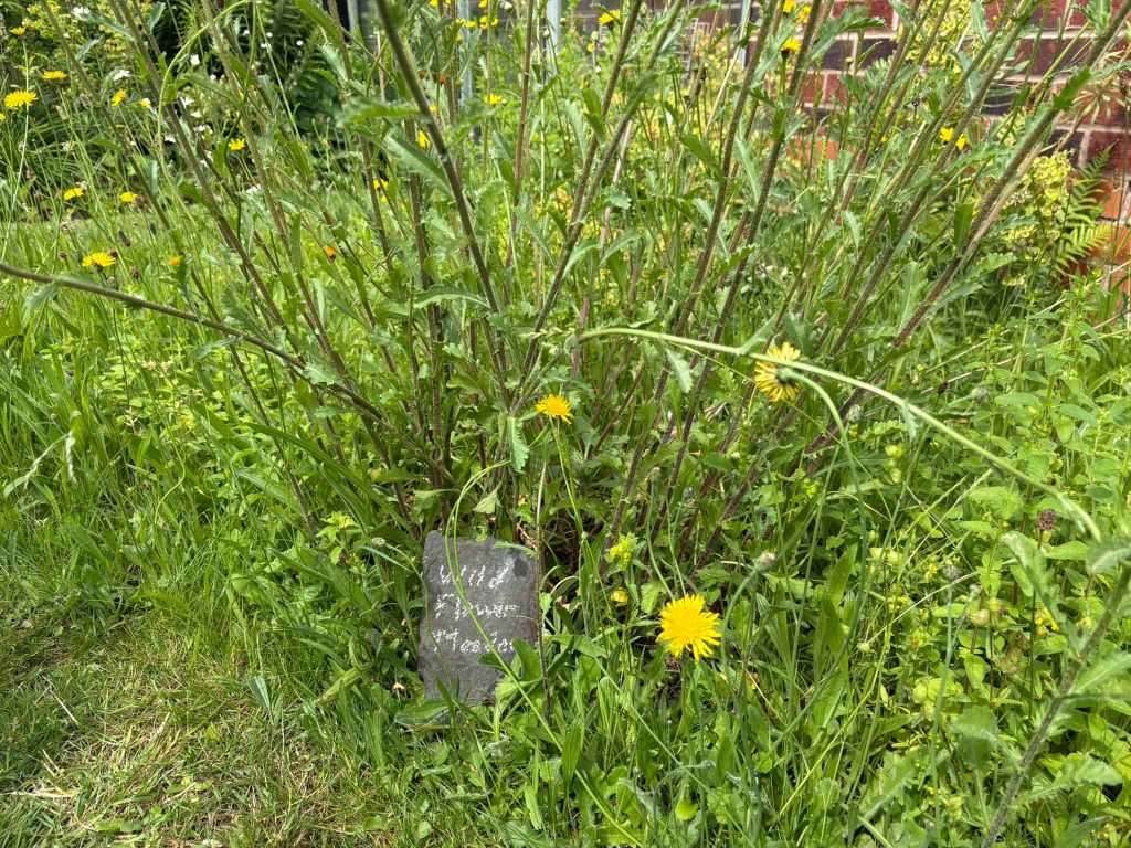 wild flower meadow garden markers