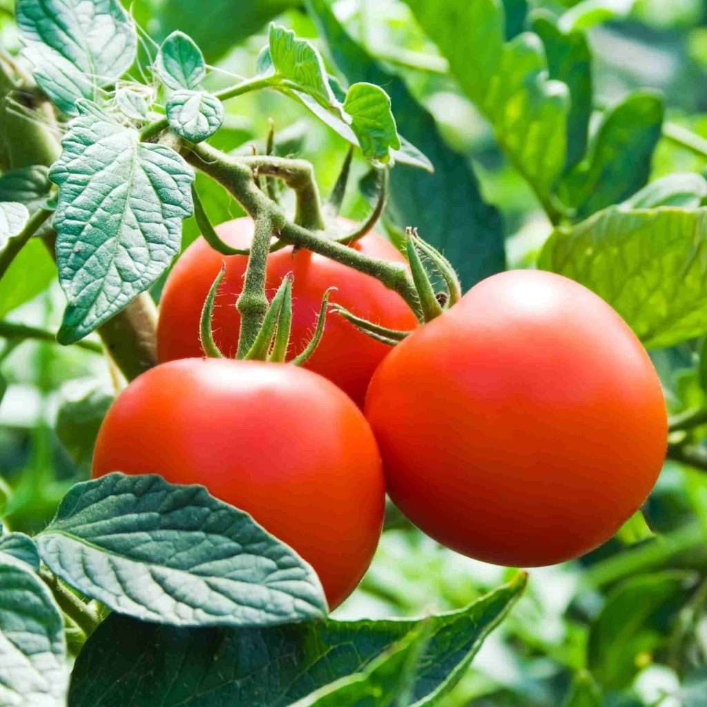 tomatoes growing on the plant