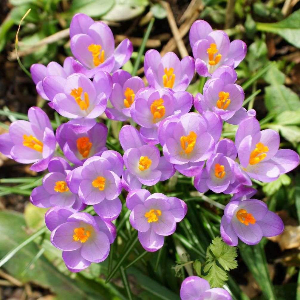 purple crocus with yellow centres
