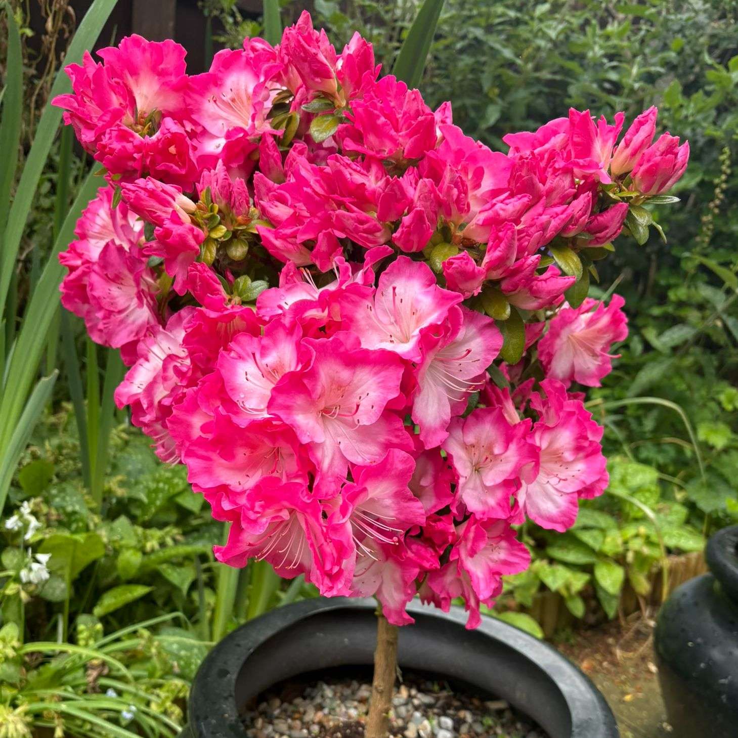 pink azalea patio tree