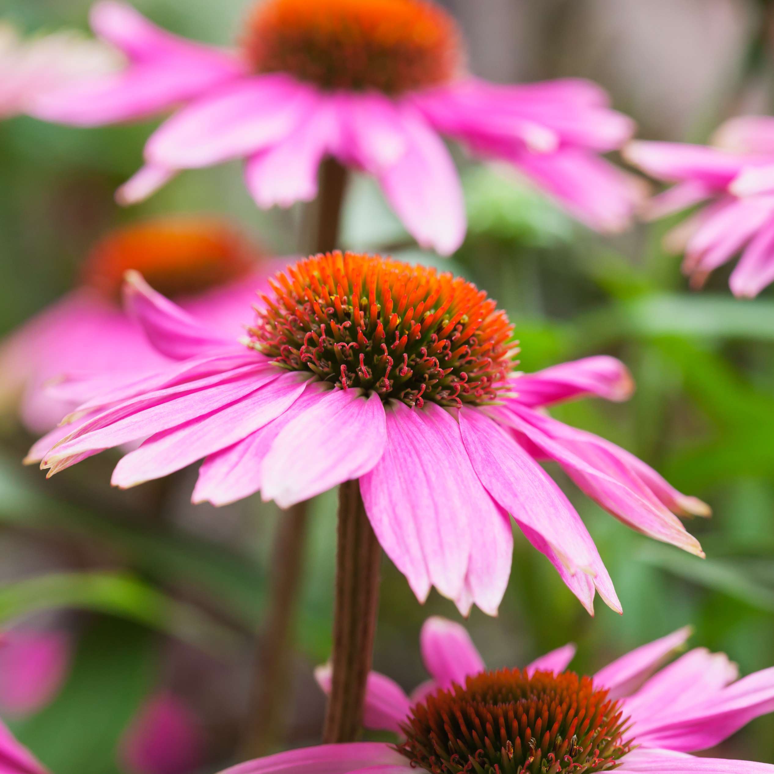 pink echinacea flowers