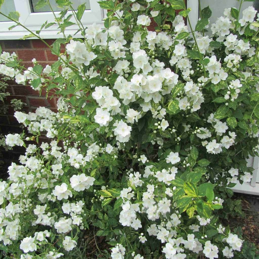 Philadelphus plant grown from a cutting with white flowers