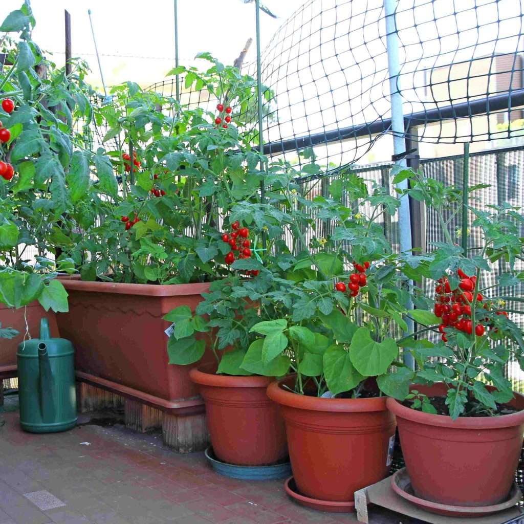 tomatoes growing in pots