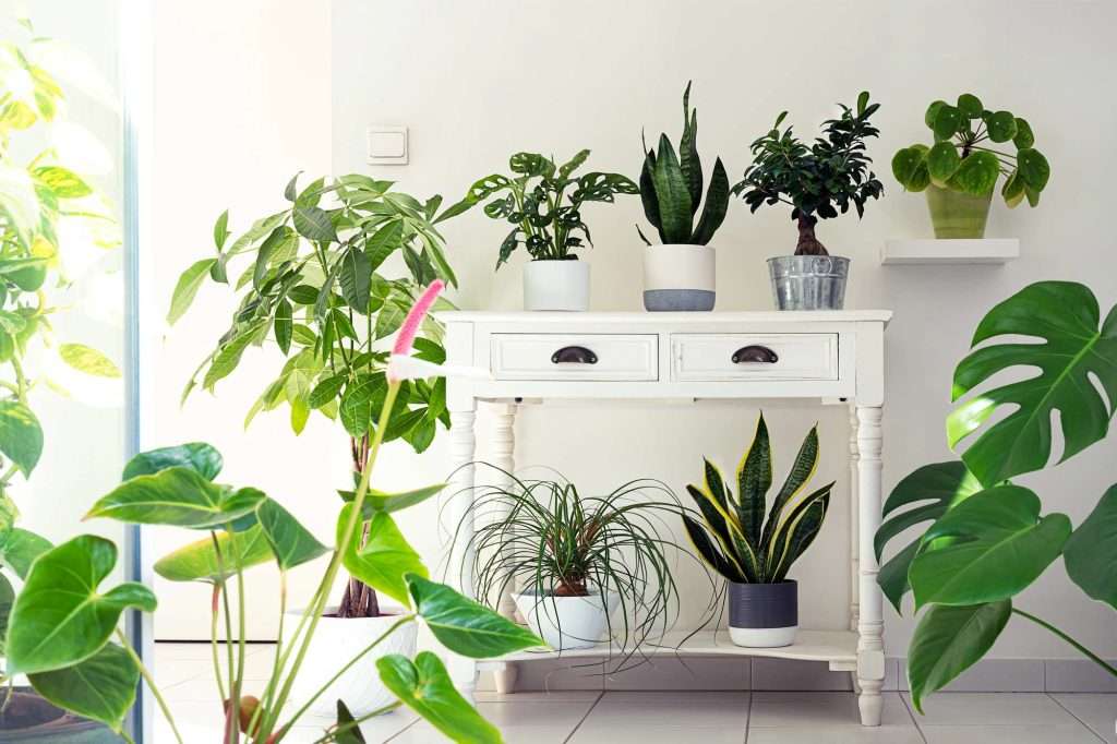 collection of houseplants brightly lit