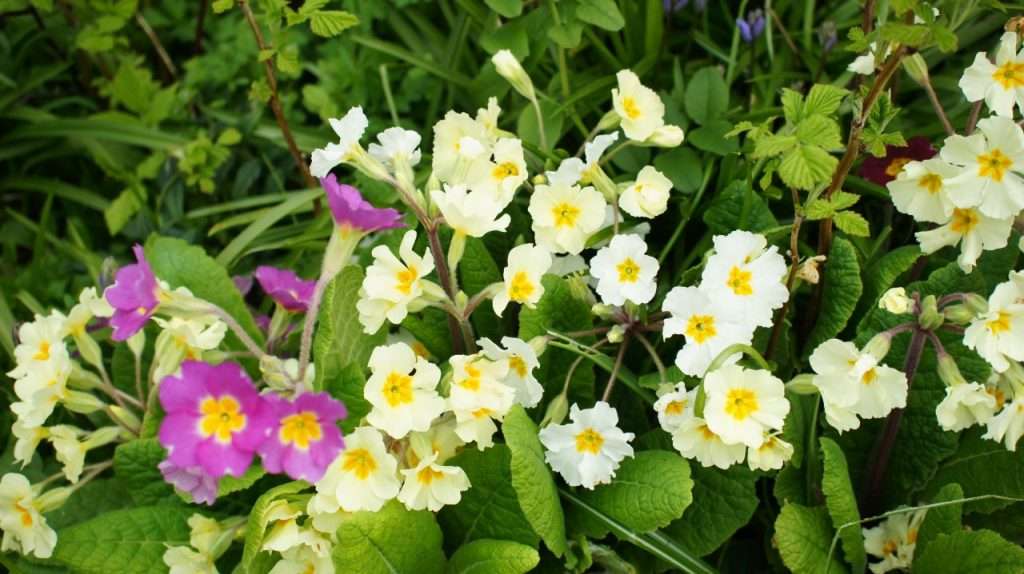 yellow primulas (and an odd pink one)